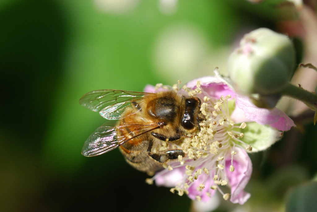 macro_025 .jpg
